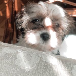 Meet your Posher, Mia